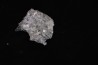 NIFONTOVITE (BORATE) Mina Rey y Reina, Charcas, San Luis Potosi, Mexico
