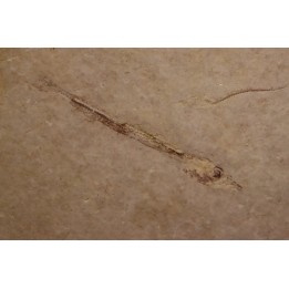 Cobitopsis acutus - Rupelian - Saint Saturnin - Auvergne - FRANCE