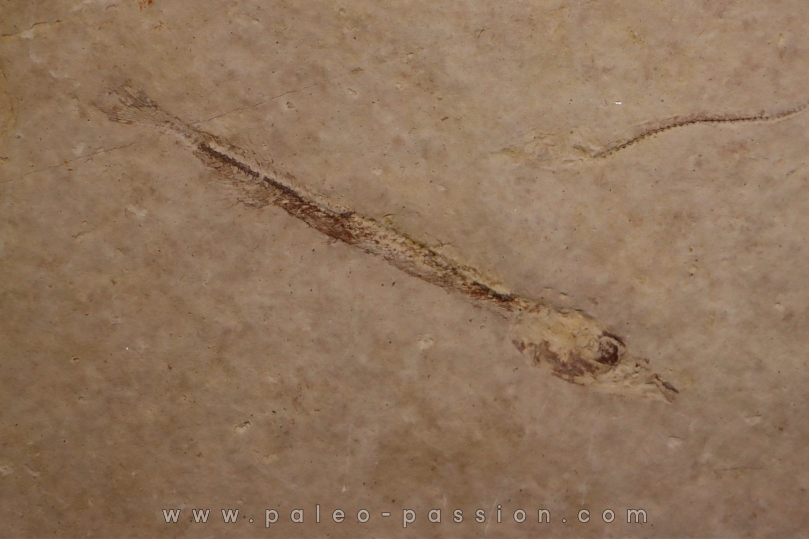 Cobitopsis acutus - Rupelian - Saint Saturnin - Auvergne - FRANCE