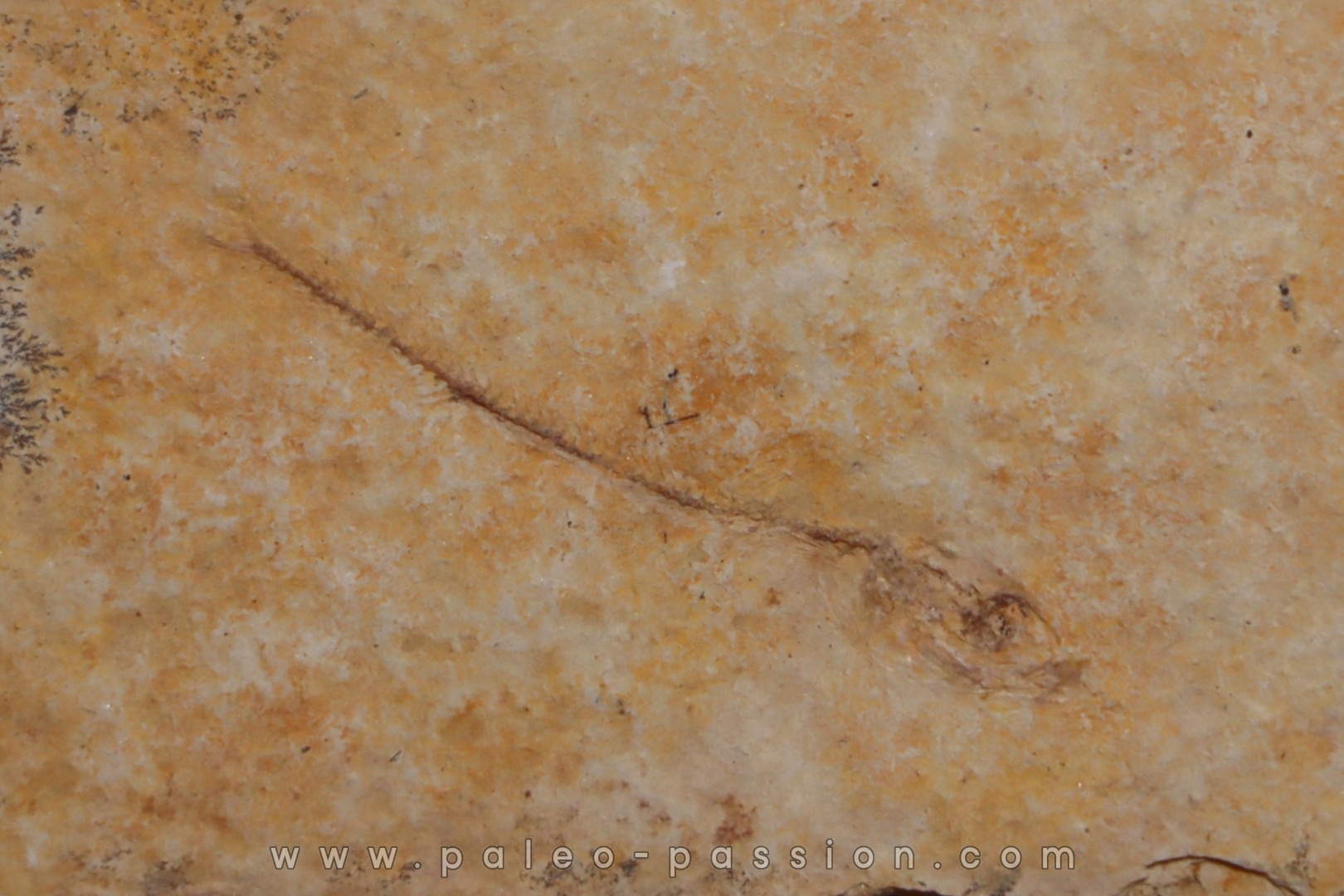 Cobitopsis acutus - Rupelian - Saint Saturnin - Auvergne - FRANCE
