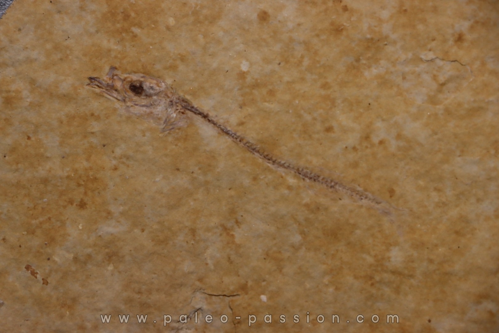 Cobitopsis acutus - Rupelian - Saint Saturnin - Auvergne - FRANCE