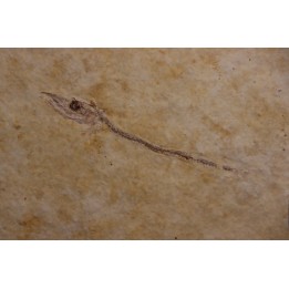 Cobitopsis acutus - Rupelian - Saint Saturnin - Auvergne - FRANCE