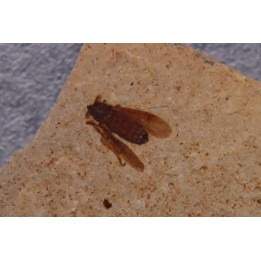 insecte Diptère - Rupélien - Saint Saturnin - Auvergne - FRANCE