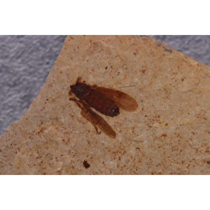 insecte Diptère - Rupélien - Saint Saturnin - Auvergne - FRANCE