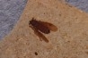 insecte Diptère - Rupelian - Saint Saturnin - Auvergne - FRANCE
