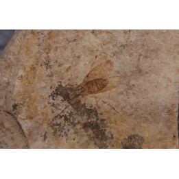 insecte  Diptère - Rupelian - Saint Saturnin - Auvergne - FRANCE