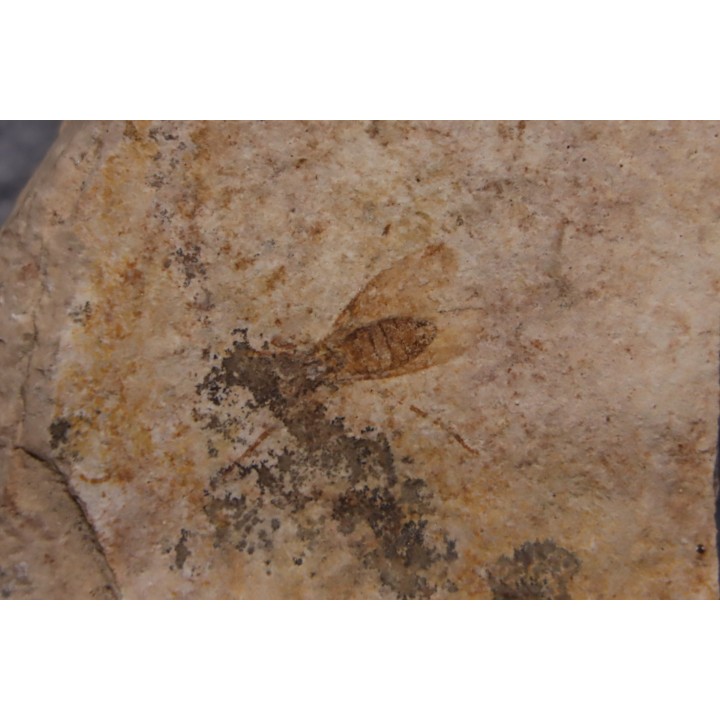 insecte  Diptère - Rupelian - Saint Saturnin - Auvergne - FRANCE