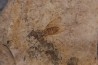 insecte Diptère - Rupélien - Saint Saturnin - Auvergne - FRANCE