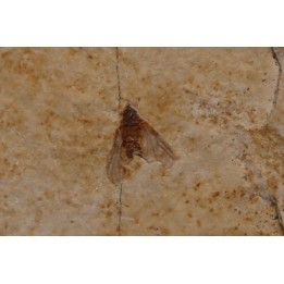 insecte  Diptère - Rupelian - Saint Saturnin - Auvergne - FRANCE
