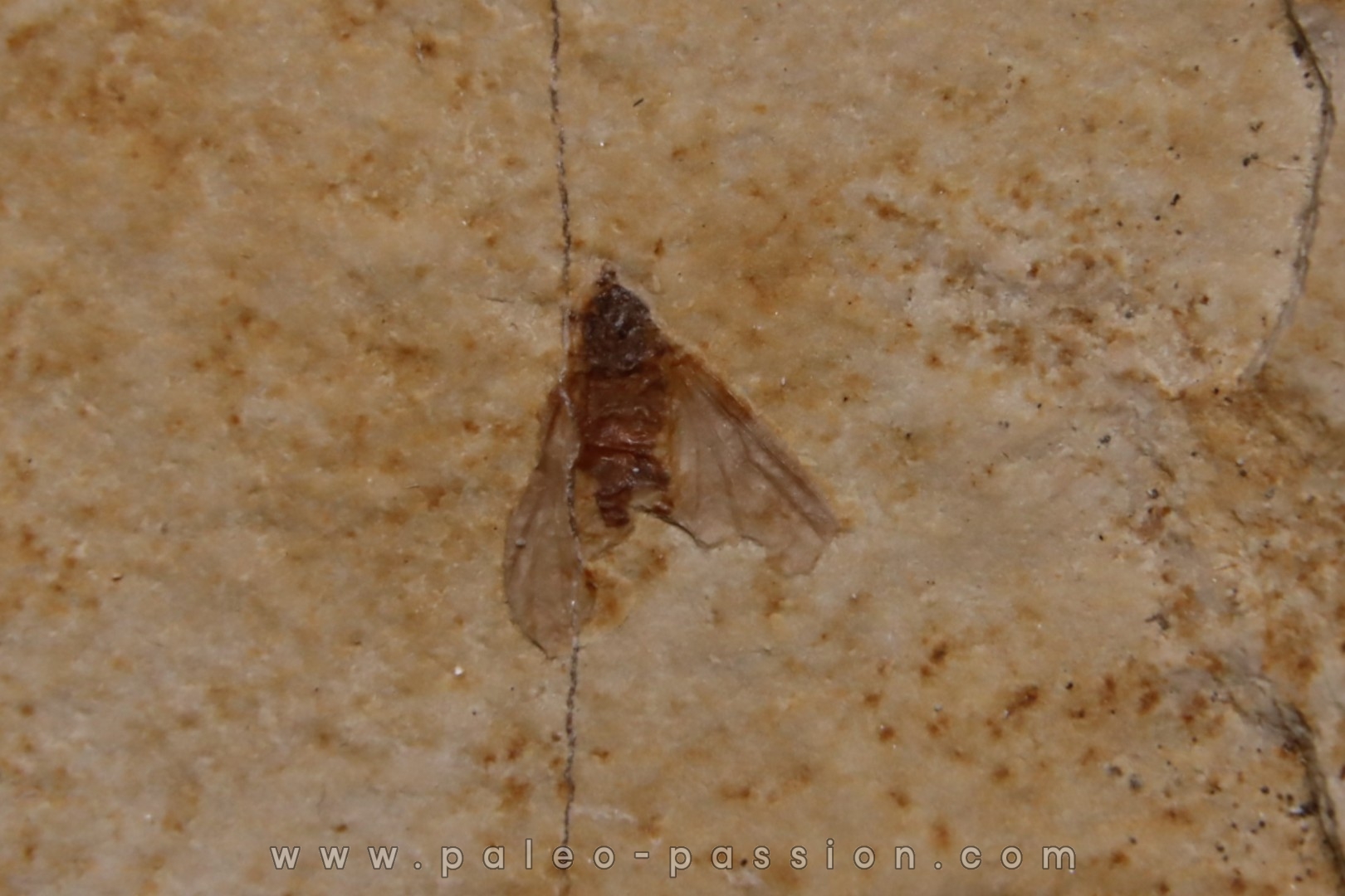 insecte Diptère - Rupelian - Saint Saturnin - Auvergne - FRANCE