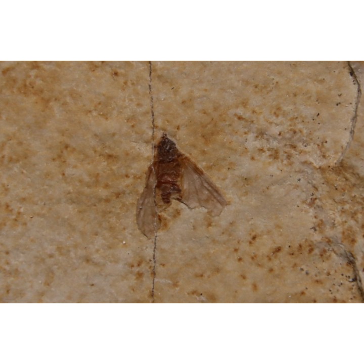 insecte Diptère - Rupélien - Saint Saturnin - Auvergne - FRANCE