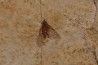 insecte Diptère - Rupelian - Saint Saturnin - Auvergne - FRANCE