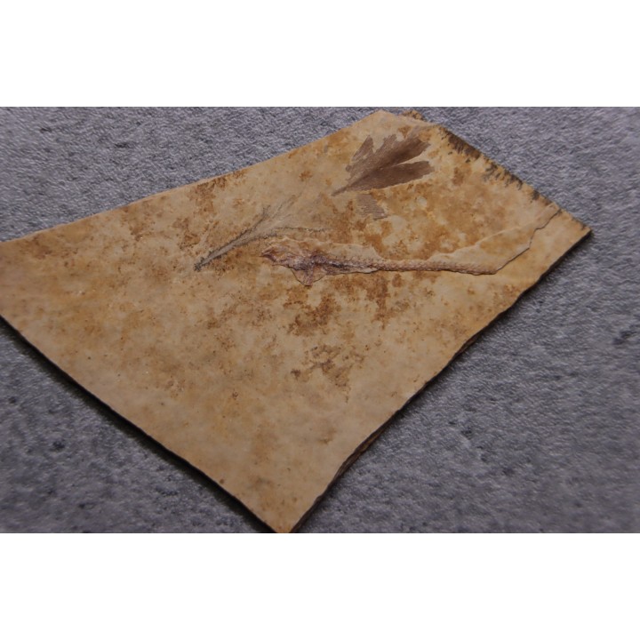 Bird feather - Rupelian - Saint Saturnin - Auvergne - FRANCE