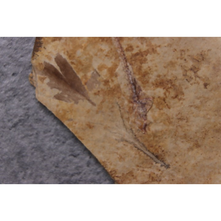 Bird feather - Rupelian - Saint Saturnin - Auvergne - FRANCE