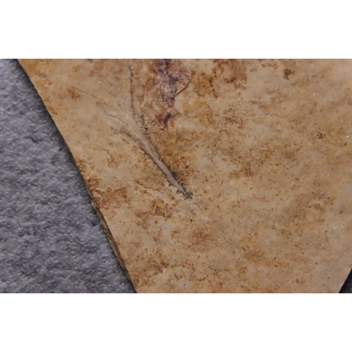 Bird feather - Rupelian - Saint Saturnin - Auvergne - FRANCE
