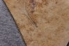 Bird feather - Rupelian - Saint Saturnin - Auvergne - FRANCE