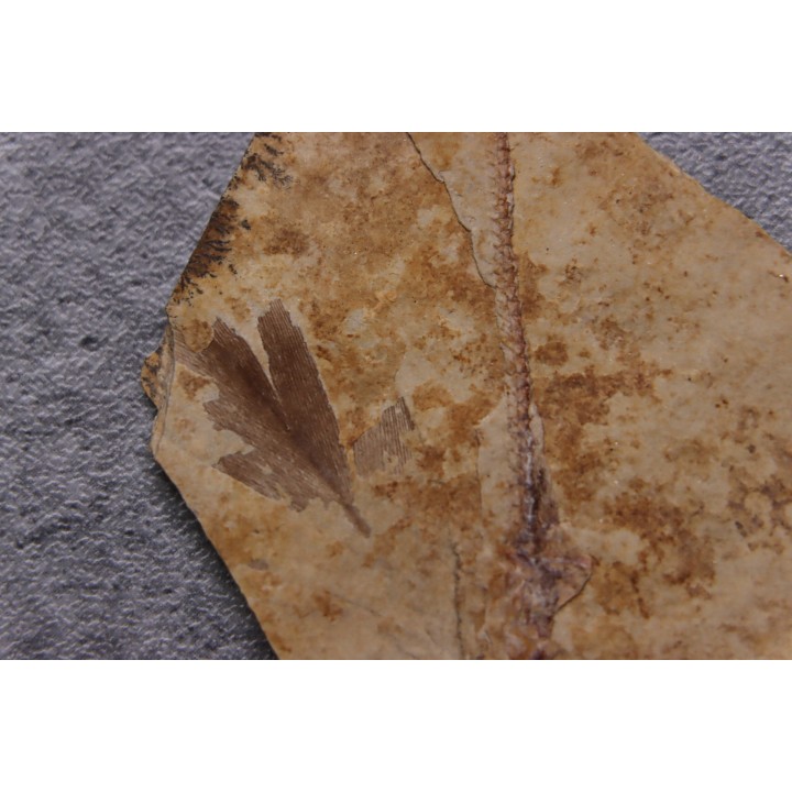 Bird feather - Rupelian - Saint Saturnin - Auvergne - FRANCE