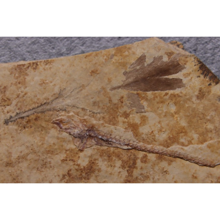 Bird feather - Rupelian - Saint Saturnin - Auvergne - FRANCE