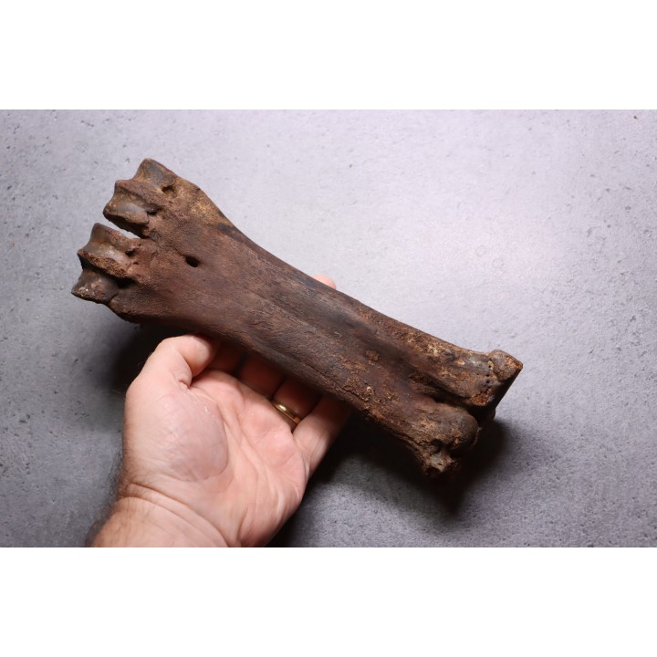 metatarsal  Bison priscus  pleistocene  mer du Nord - Hollande