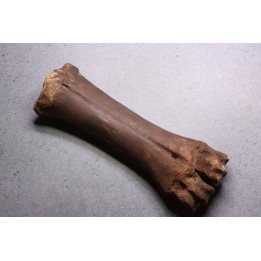 métatarse de  Bison priscus - pléistocène - mer du Nord - Hollande