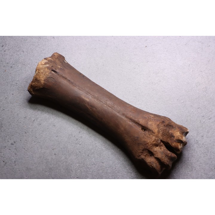 metatarsal  Bison priscus  pleistocene  mer du Nord - Hollande