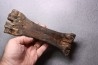 metatarsal Bison priscus pleistocene mer du Nord - Hollande