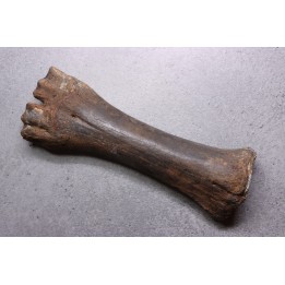 métatarse de  Bison priscus - pléistocène - mer du Nord - Hollande