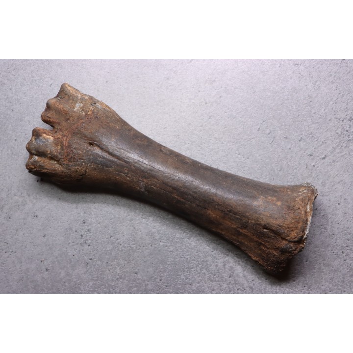 metatarsal  Bison priscus  pleistocene  mer du Nord - Hollande