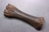 metatarsal Bison priscus pleistocene mer du Nord - Hollande
