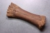metatarsal Bison priscus pleistocene mer du Nord - Hollande