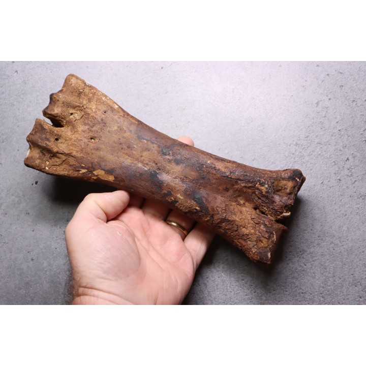 métatarse de  Bison priscus - pléistocène - mer du Nord - Hollande
