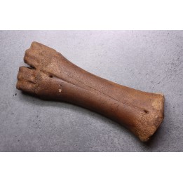 metatarsal  Bison priscus  pleistocene  mer du Nord - Hollande
