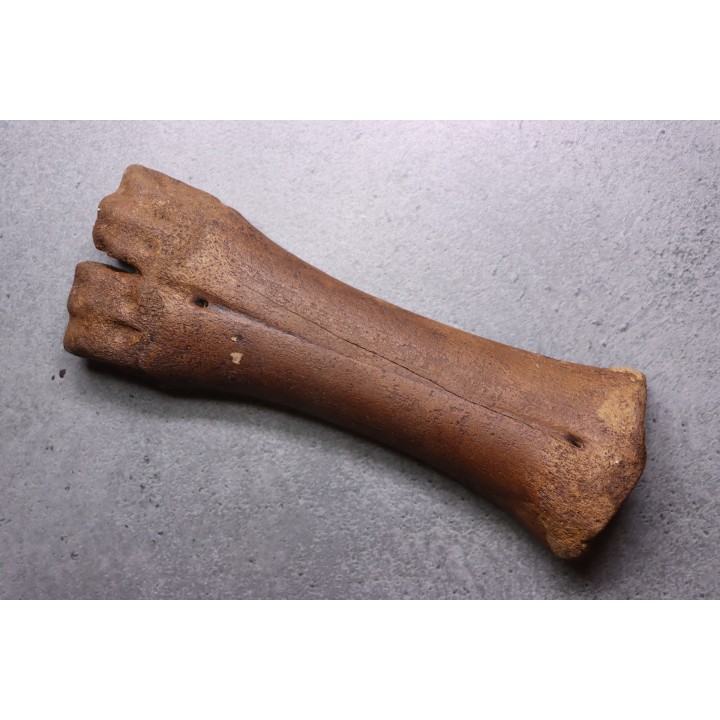metatarsal  Bison priscus  pleistocene  mer du Nord - Hollande