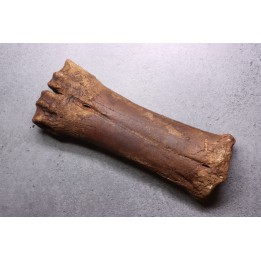 metatarsal  Bison priscus  pleistocene  mer du Nord - Hollande