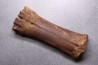 metatarsal  Bison priscus  pleistocene  mer du Nord - Hollande