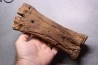 metatarsal  Bison priscus  pleistocene  mer du Nord - Hollande