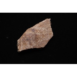 fragment d'os de dinosaure TRICERATOPS avec trace de prédation   Hell Creek  FMT - crétacé supérieur - Montana - USA