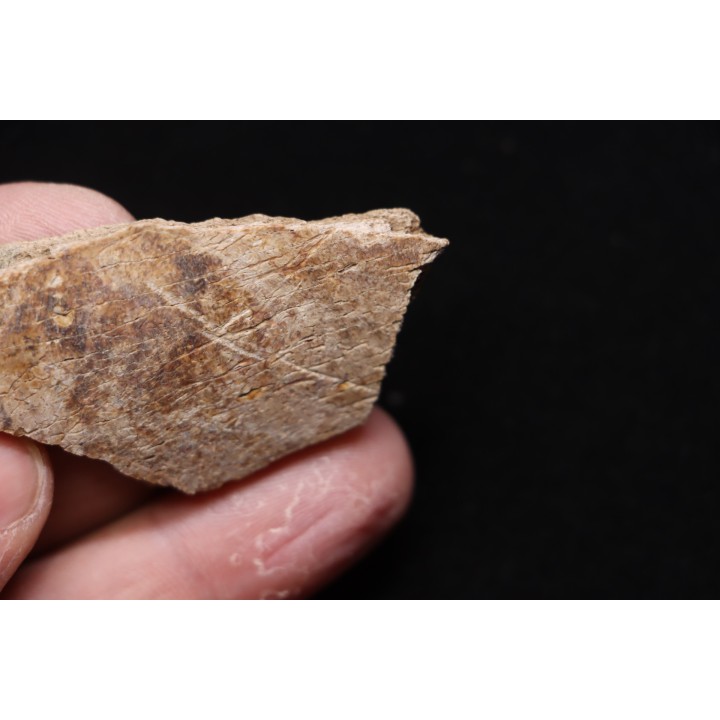fragment d'os de dinosaure TRICERATOPS avec trace de prédation   Hell Creek  FMT - crétacé supérieur - Montana - USA