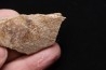 TRICERATOPS:   Bone's fragment with predation marks - Hell Creek  Fmt - upper cretaceous - Montana - USA