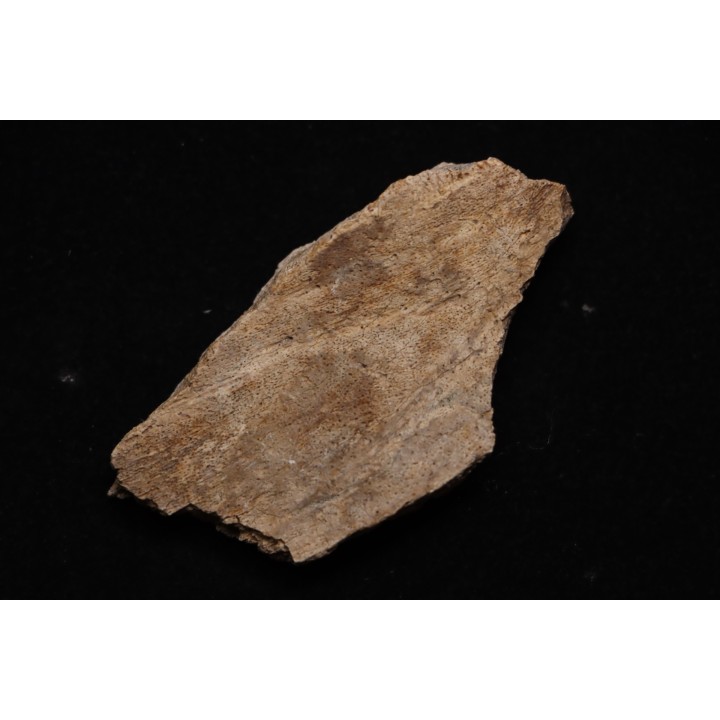 TRICERATOPS:   Bone's fragment with predation marks - Hell Creek  Fmt - upper cretaceous - Montana - USA