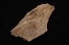 TRICERATOPS:   Bone's fragment with predation marks - Hell Creek  Fmt - upper cretaceous - Montana - USA