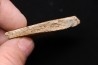 TRICERATOPS:   Bone's fragment with predation marks - Hell Creek  Fmt - upper cretaceous - Montana - USA