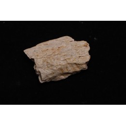 fragment d'os de dinosaure TRICERATOPS avec trace de prédation   Hell Creek  FMT - crétacé supérieur - Montana - USA