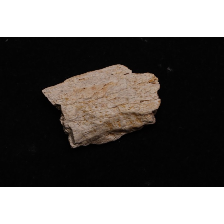 fragment d'os de dinosaure TRICERATOPS avec trace de prédation   Hell Creek  FMT - crétacé supérieur - Montana - USA