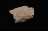 TRICERATOPS:   Bone's fragment with predation marks - Hell Creek  Fmt - upper cretaceous - Montana - USA