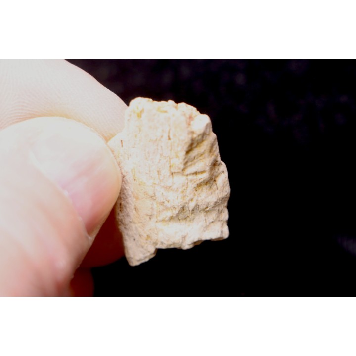 TRICERATOPS:   Bone's fragment with predation marks - Hell Creek  Fmt - upper cretaceous - Montana - USA