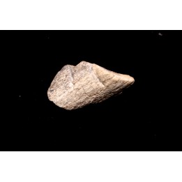 TRICERATOPS:   Bone's fragment with predation marks - Hell Creek  Fmt - upper cretaceous - Montana - USA