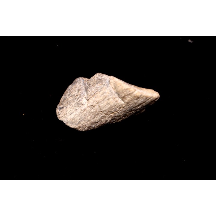 TRICERATOPS:   Bone's fragment with predation marks - Hell Creek  Fmt - upper cretaceous - Montana - USA