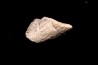 fragment d'os de dinosaure TRICERATOPS avec trace de prédation   Hell Creek  FMT - crétacé supérieur - Montana - USA
