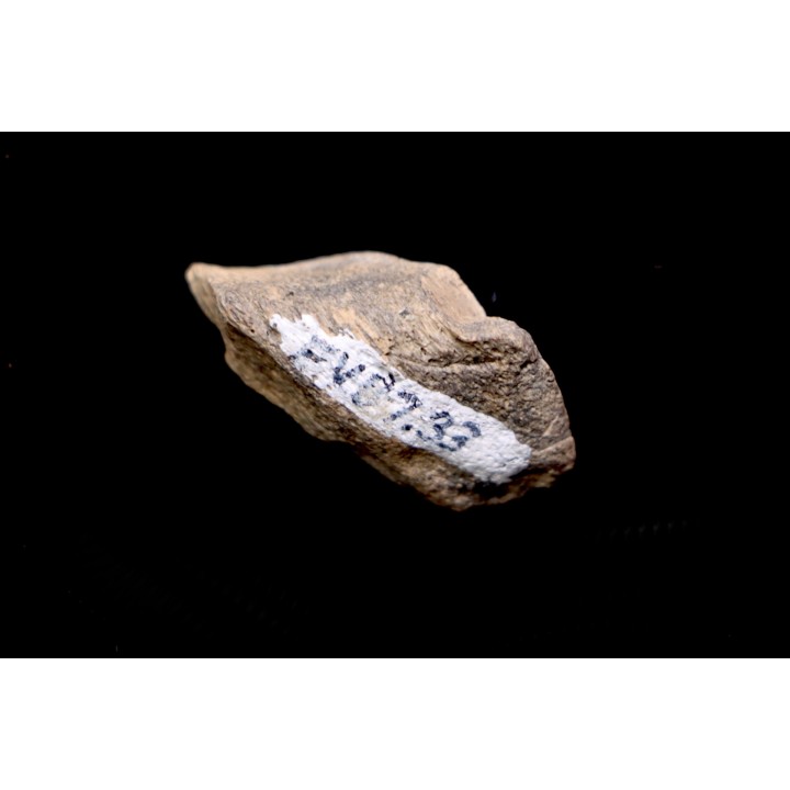 TRICERATOPS:   Bone's fragment with predation marks - Hell Creek  Fmt - upper cretaceous - Montana - USA